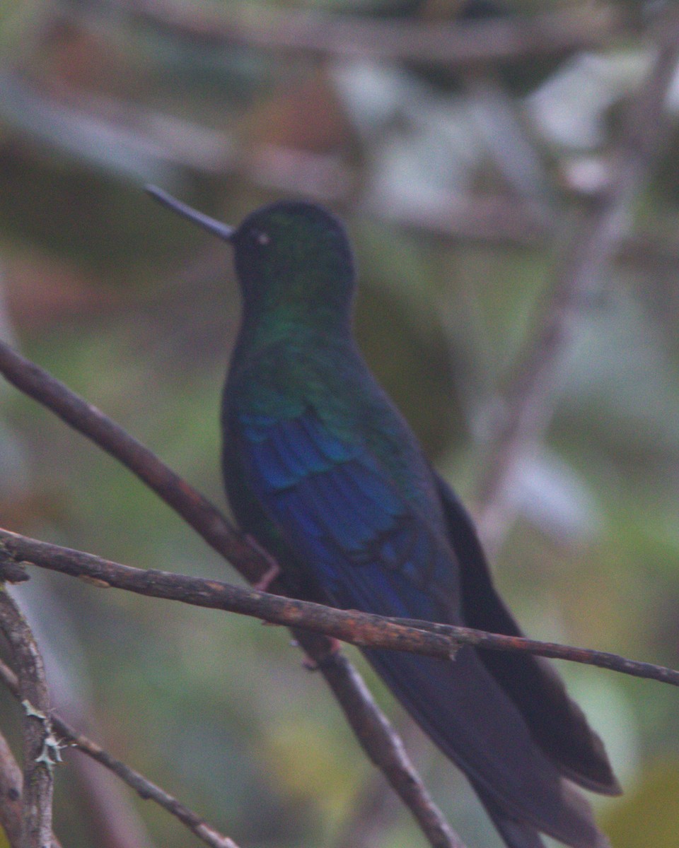 Great Sapphirewing - ML645532285