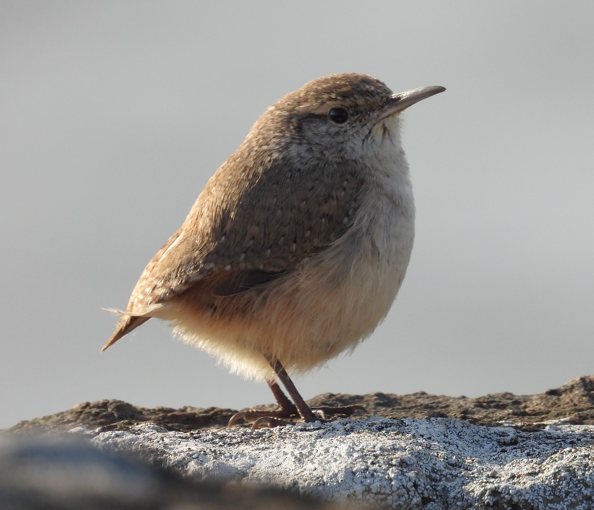 Rock Wren - ML645532286