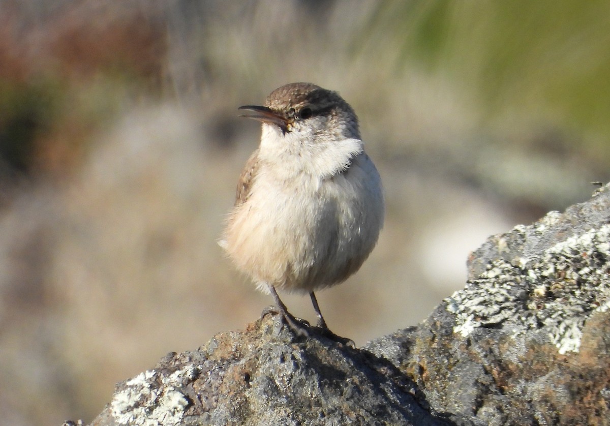 Rock Wren - ML645532294