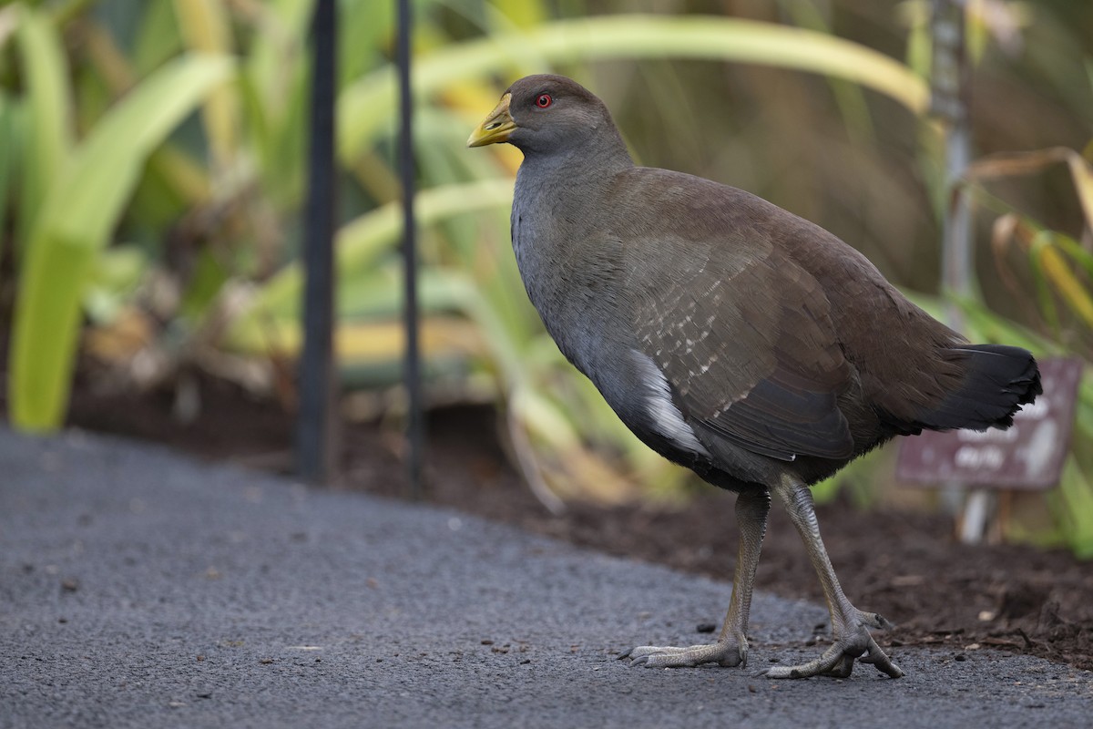 Tasmanian Nativehen - ML645532297