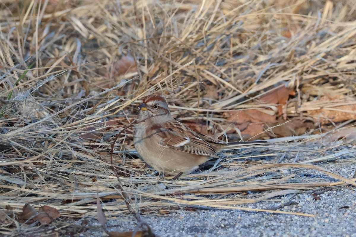 Пасовник північний - ML645532298