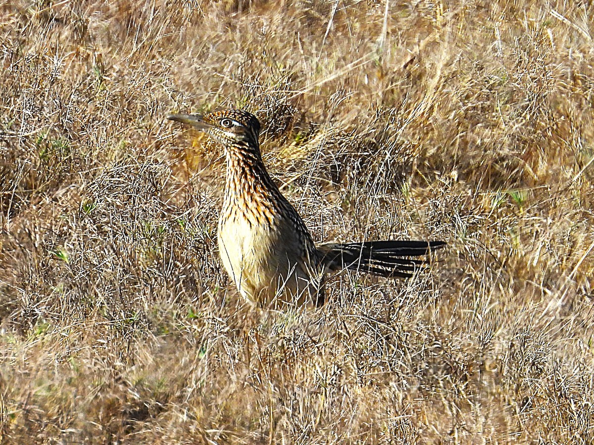 Greater Roadrunner - ML645532314