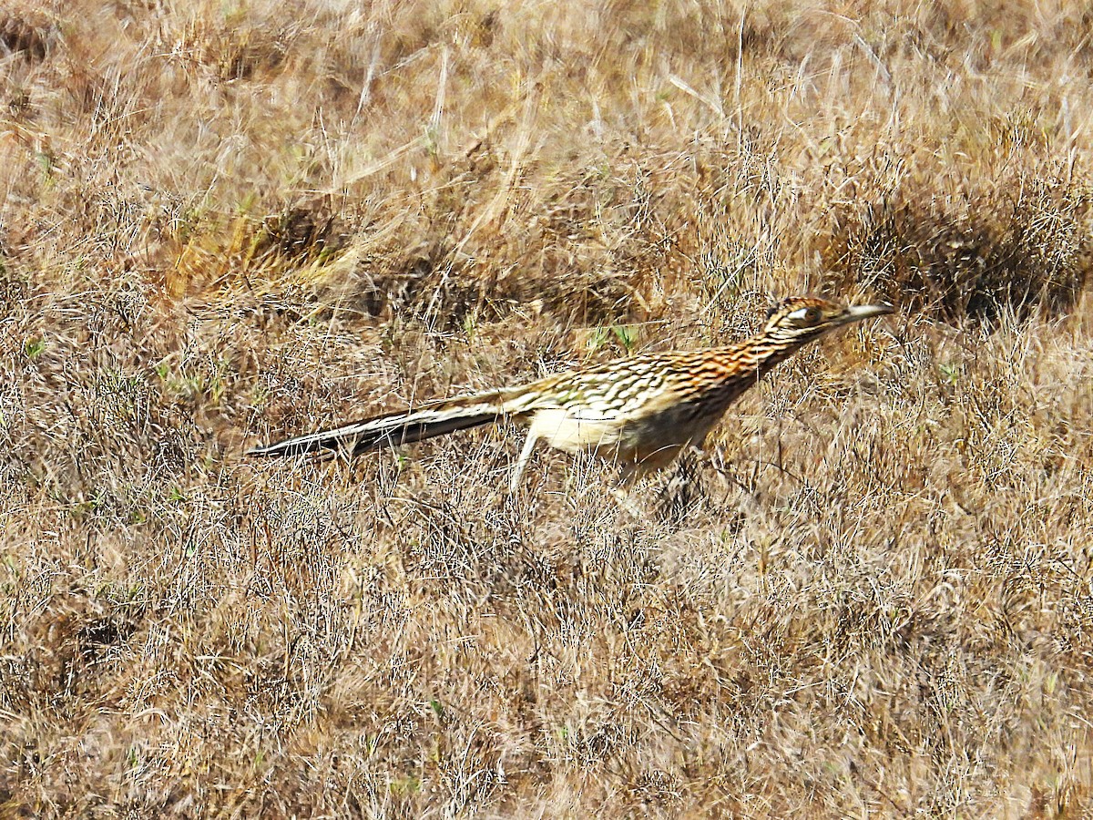 Greater Roadrunner - ML645532315