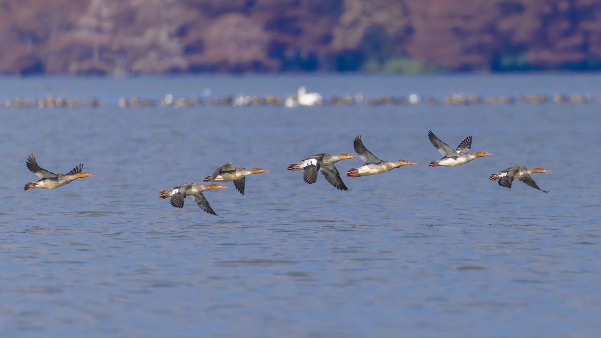 Red-breasted Merganser - ML645532317