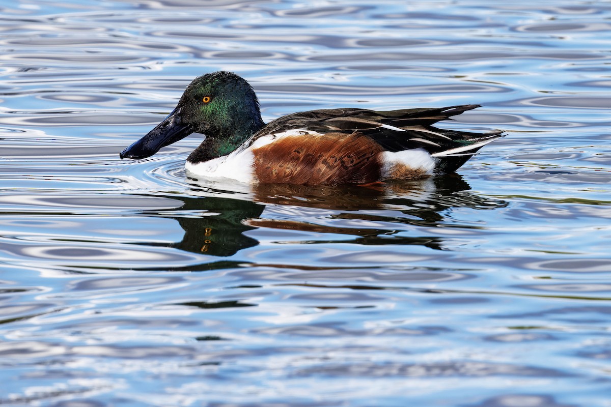 Ahate mokozabal zuria - ML645532318