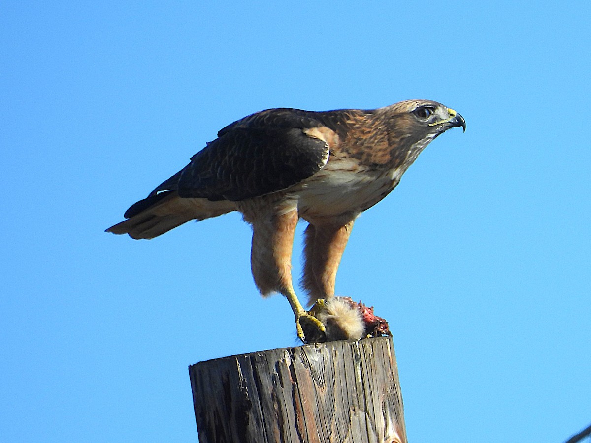 Zapelatz buztangorria - ML645532323