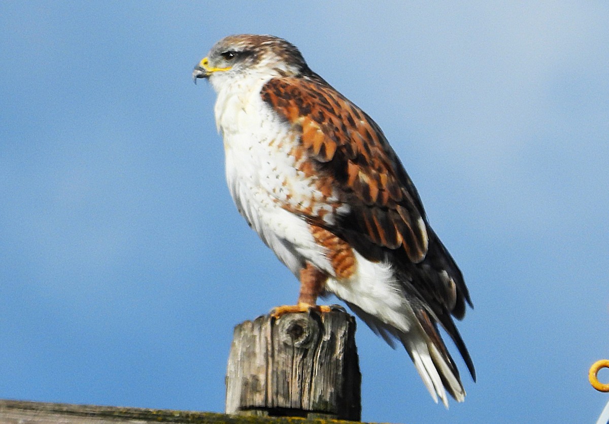 Ferruginous Hawk - ML645532328