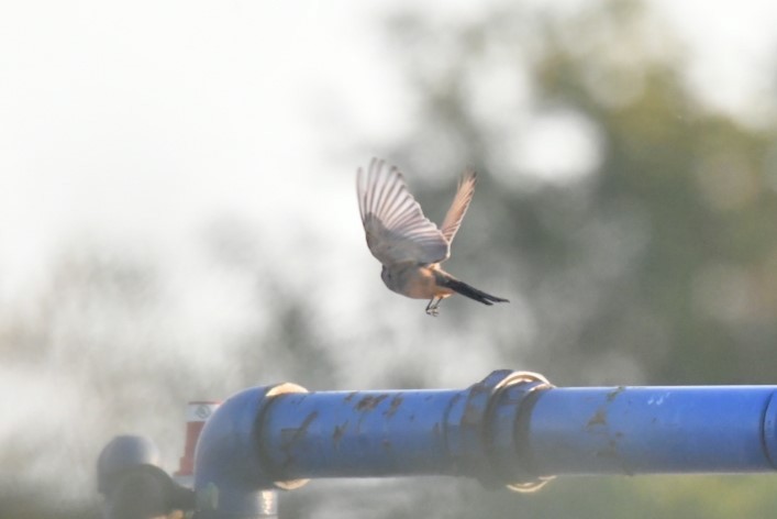 Say's Phoebe - ML645532329