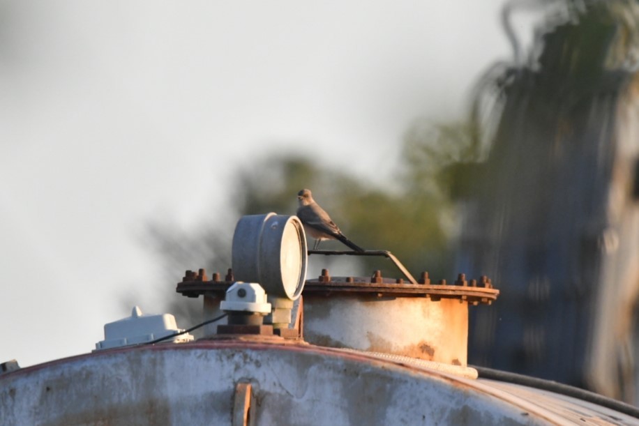 Say's Phoebe - ML645532331