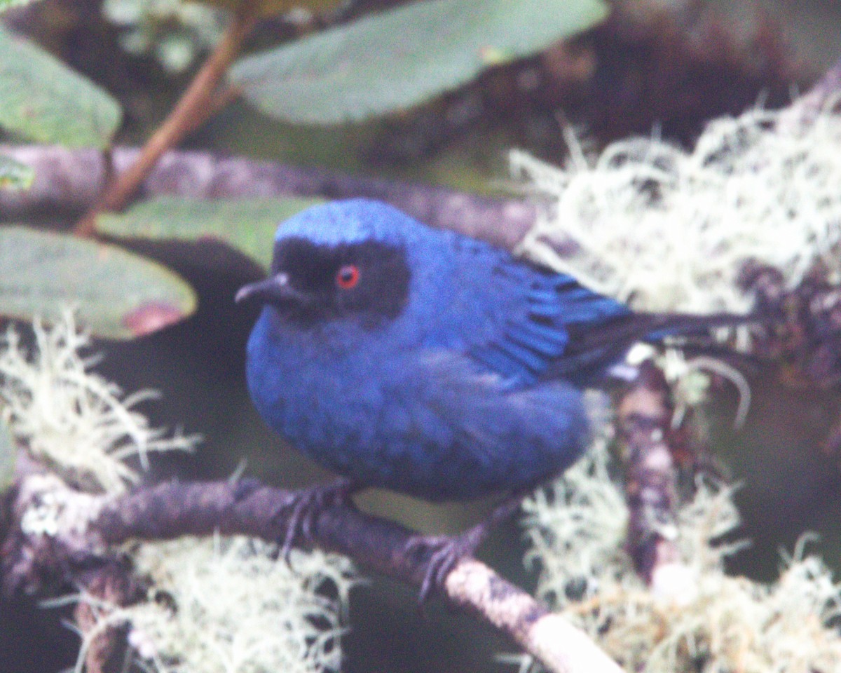 Masked Flowerpiercer - ML645532332