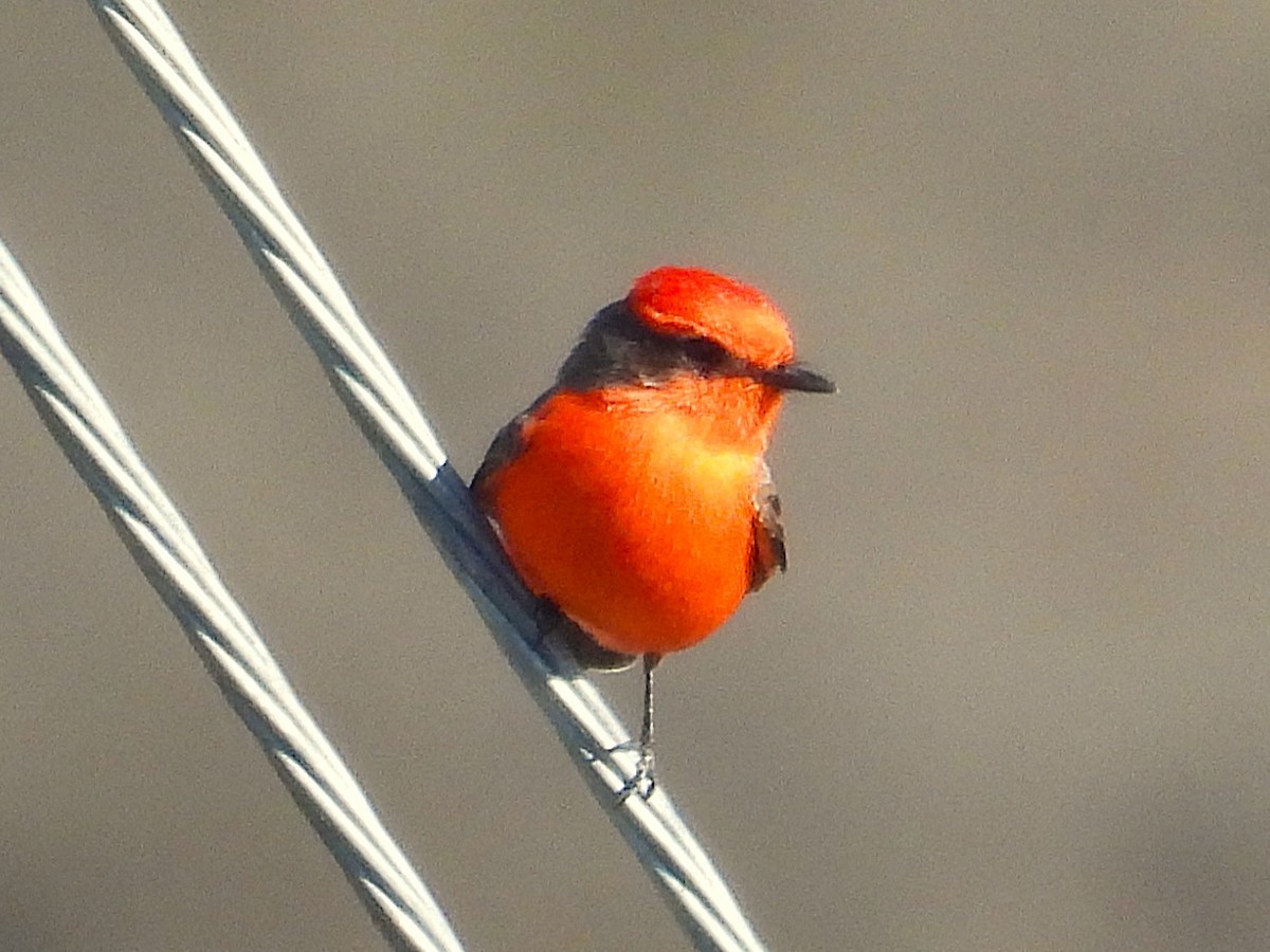 Vermilion Flycatcher - ML645532336