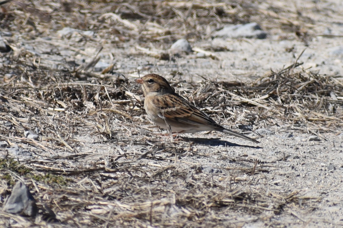 Chipping Sparrow - ML645532364