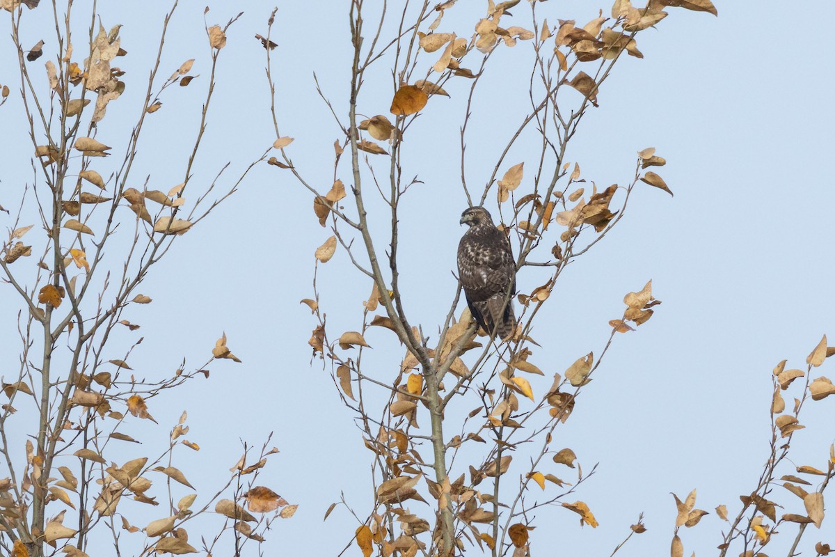 Red-tailed Hawk - ML645532371