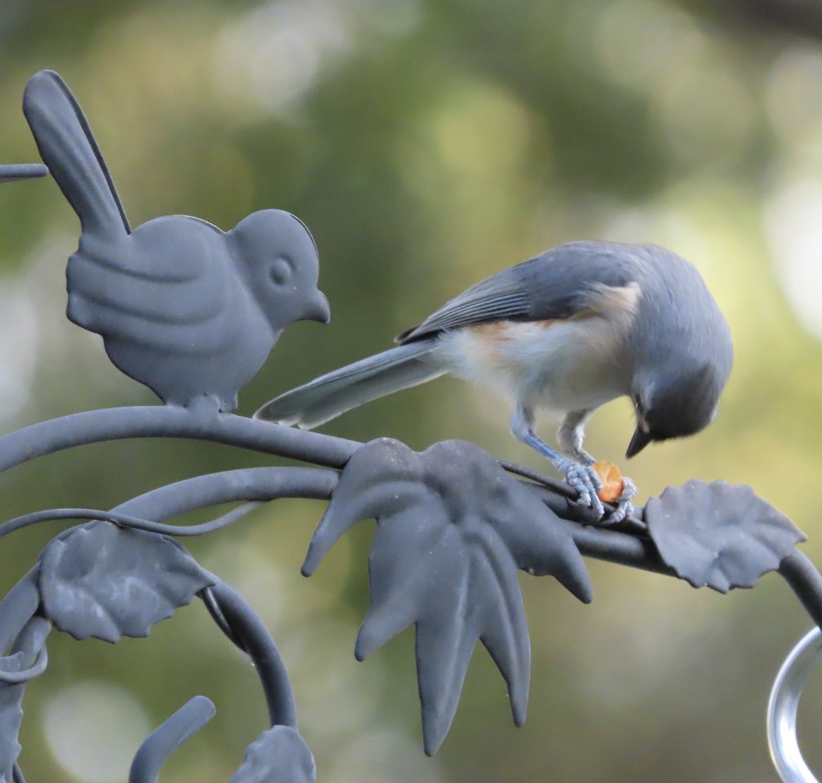 Tufted Titmouse - ML645532376
