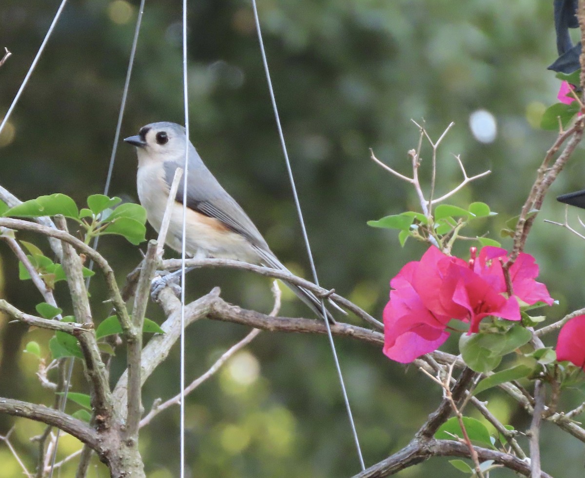 Tufted Titmouse - ML645532377