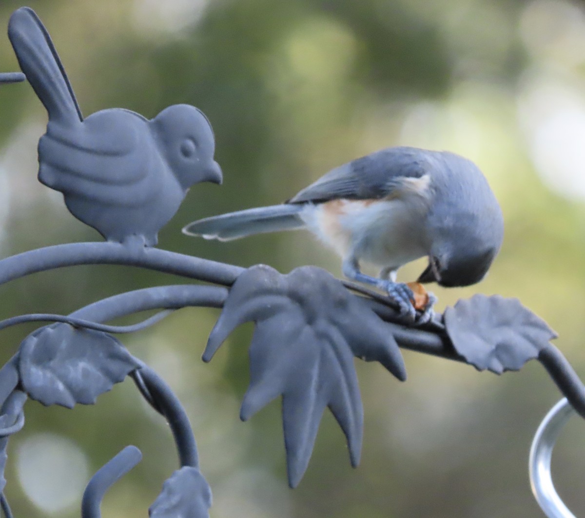 Tufted Titmouse - ML645532378