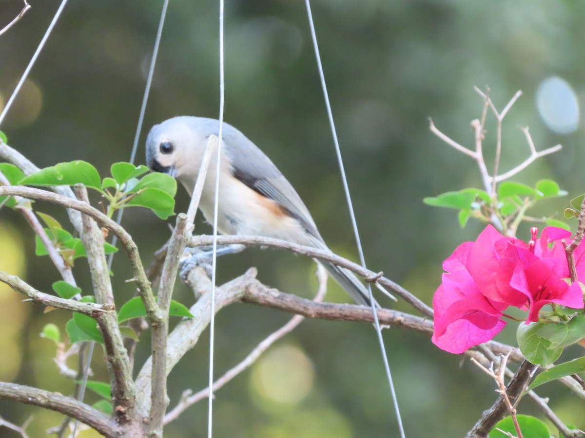 Tufted Titmouse - ML645532379