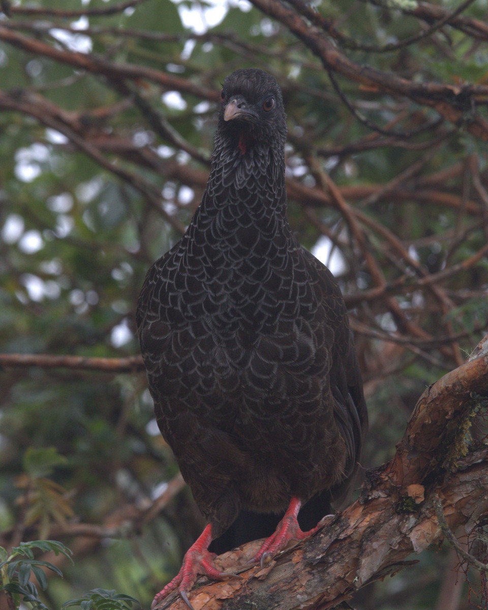 Пенелопа андська - ML645532382