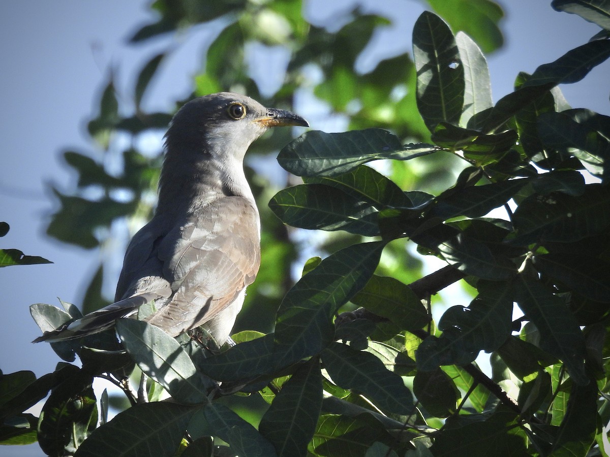 Yellow-billed Cuckoo - ML645532383