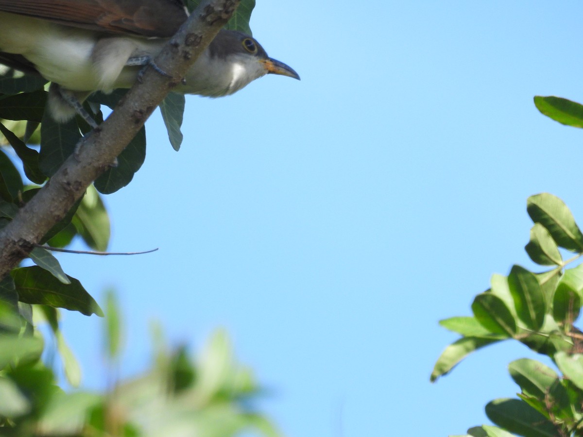 Yellow-billed Cuckoo - ML645532384