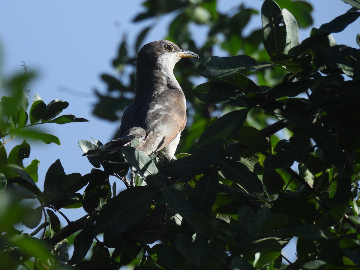 Yellow-billed Cuckoo - ML645532385