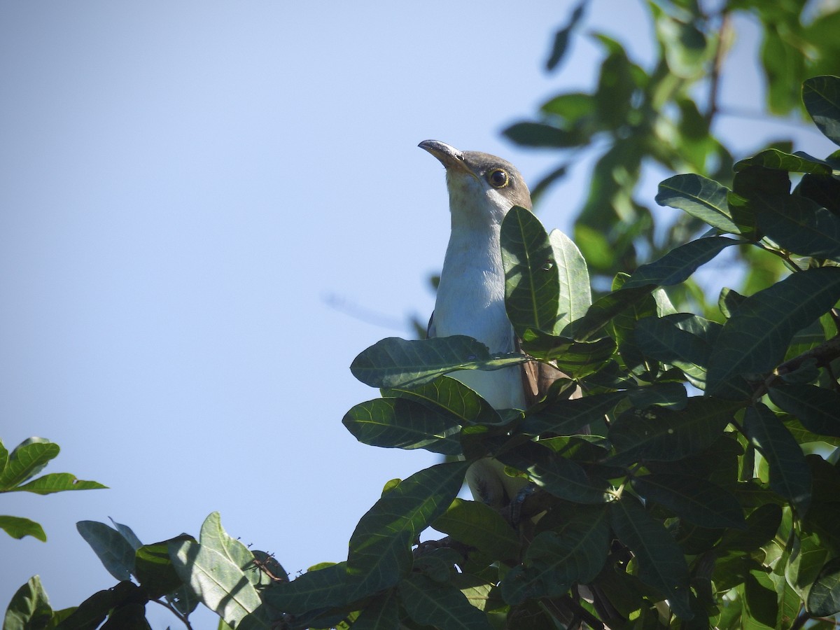 Yellow-billed Cuckoo - ML645532386