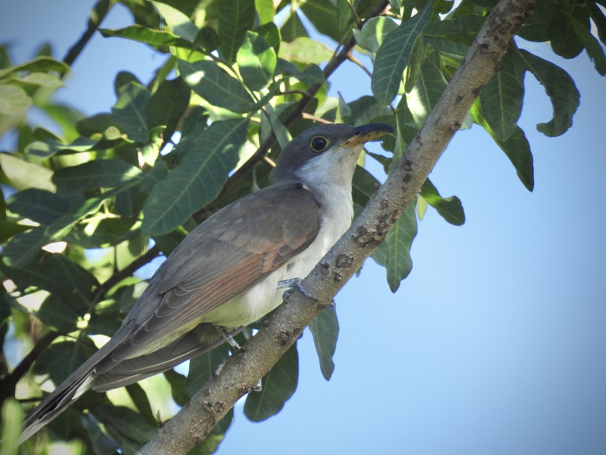Yellow-billed Cuckoo - ML645532387
