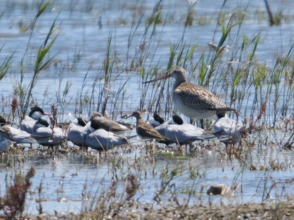 Bar-tailed Godwit - ML645532402