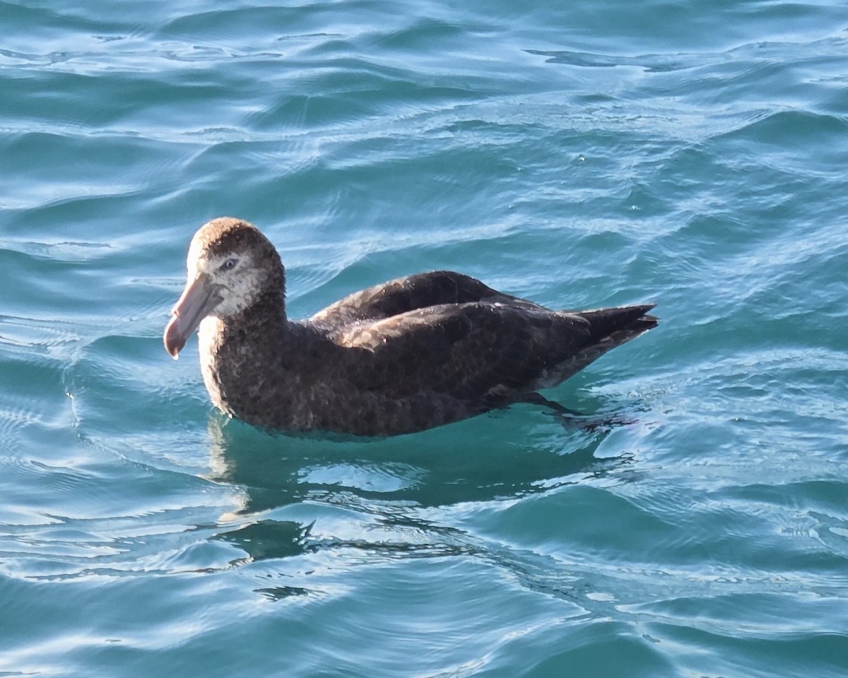 Petreltzar iluna - ML645532410