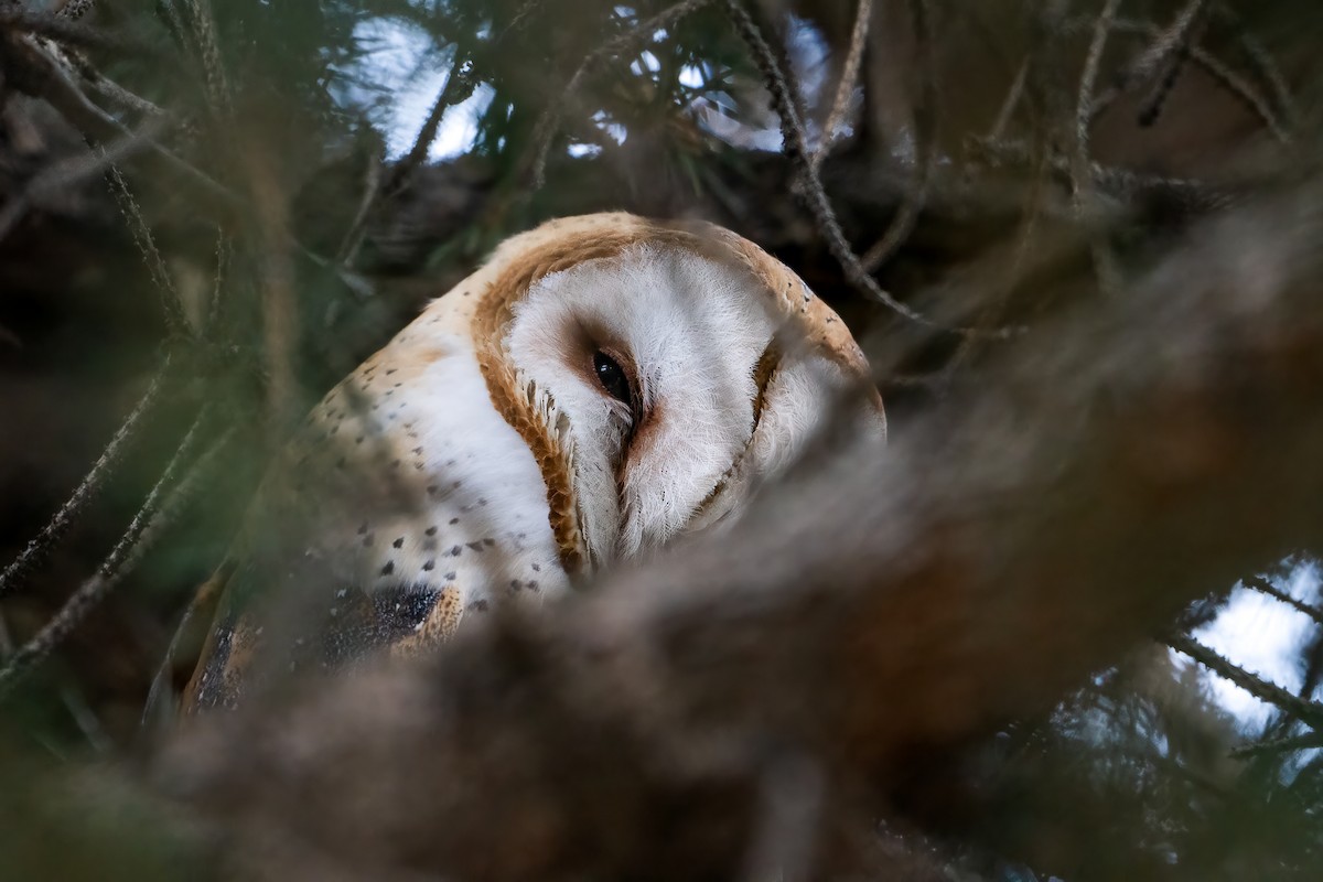 American Barn Owl (American) - ML645532412