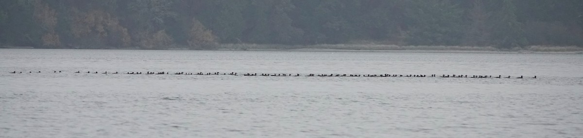 Surf Scoter - ML645532420