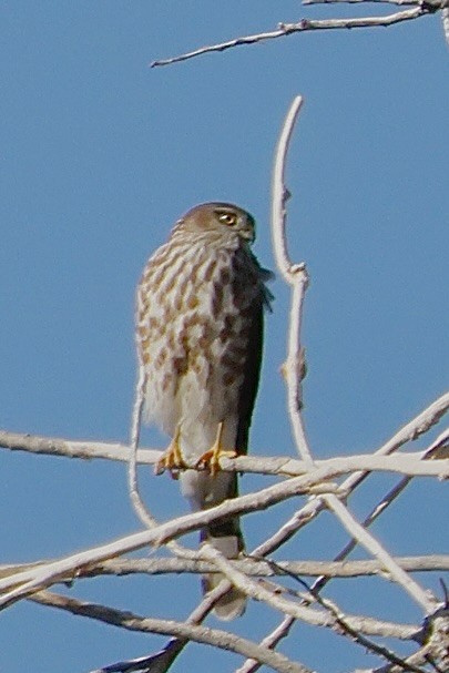 Cooper's Hawk - ML645532429