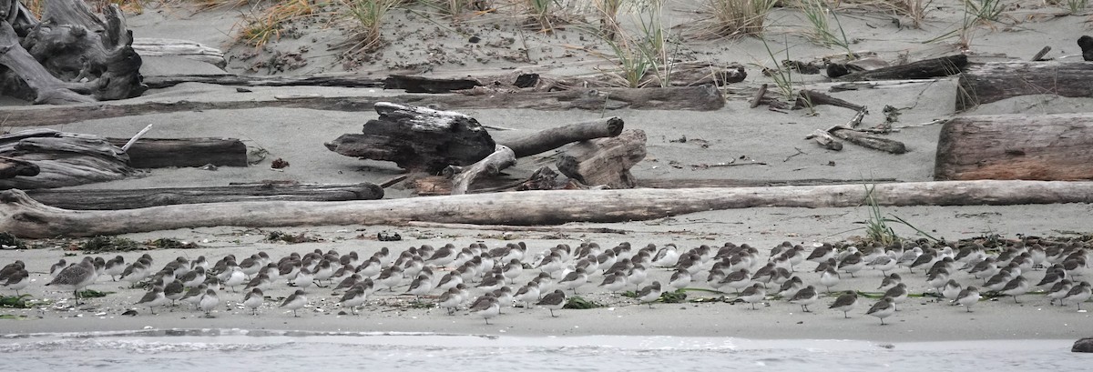 jespák písečný - ML645532432