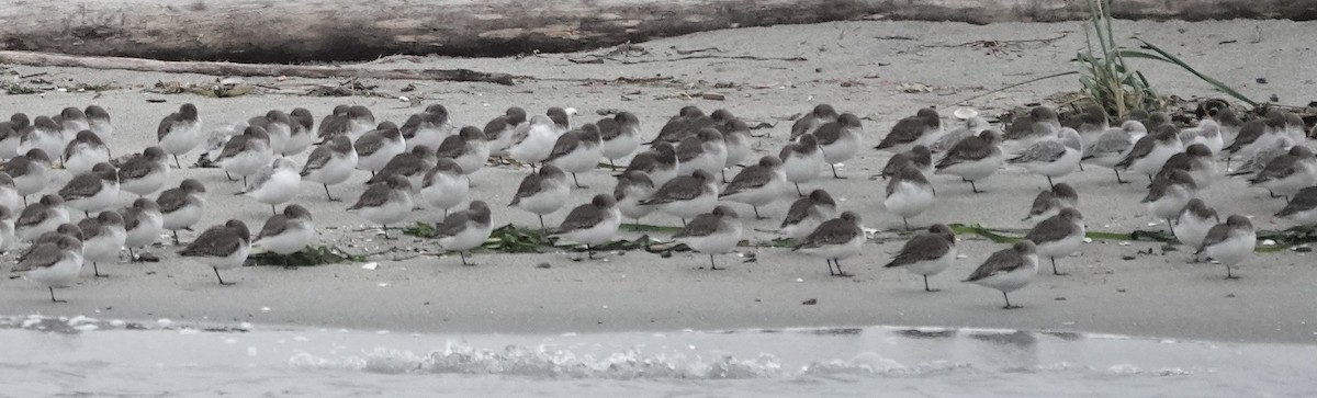 jespák písečný - ML645532433