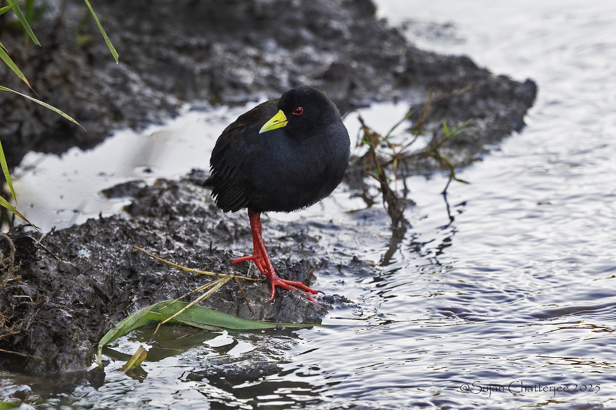 Чёрный погоныш - ML645532437