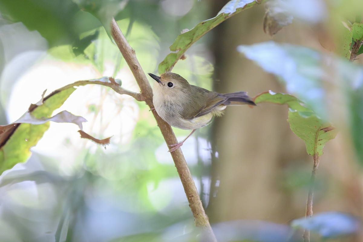 Large-billed Scrubwren - ML645532438