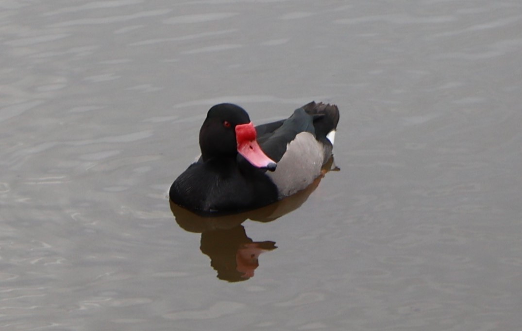 Rosy-billed Pochard - ML645532444