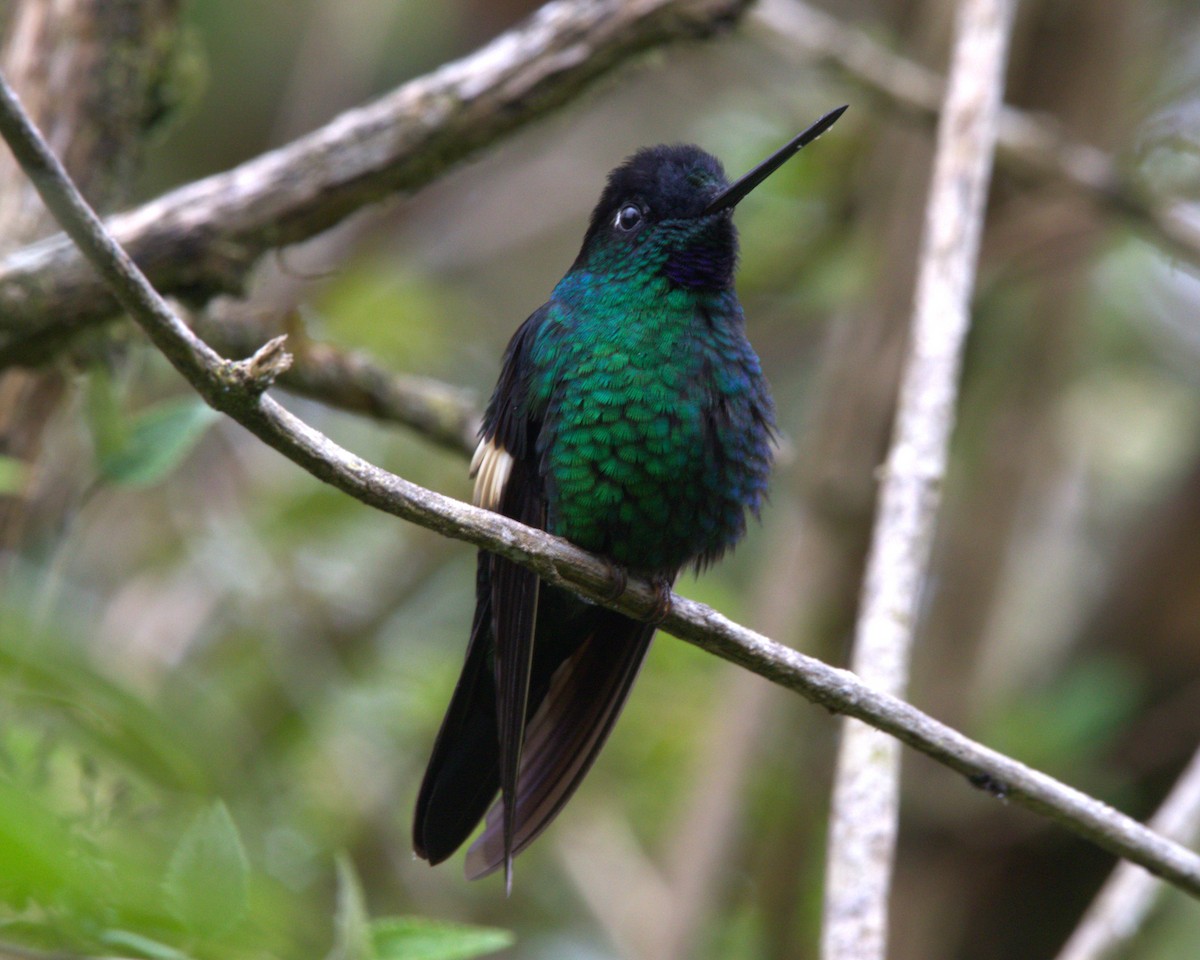 Buff-winged Starfrontlet - ML645532447