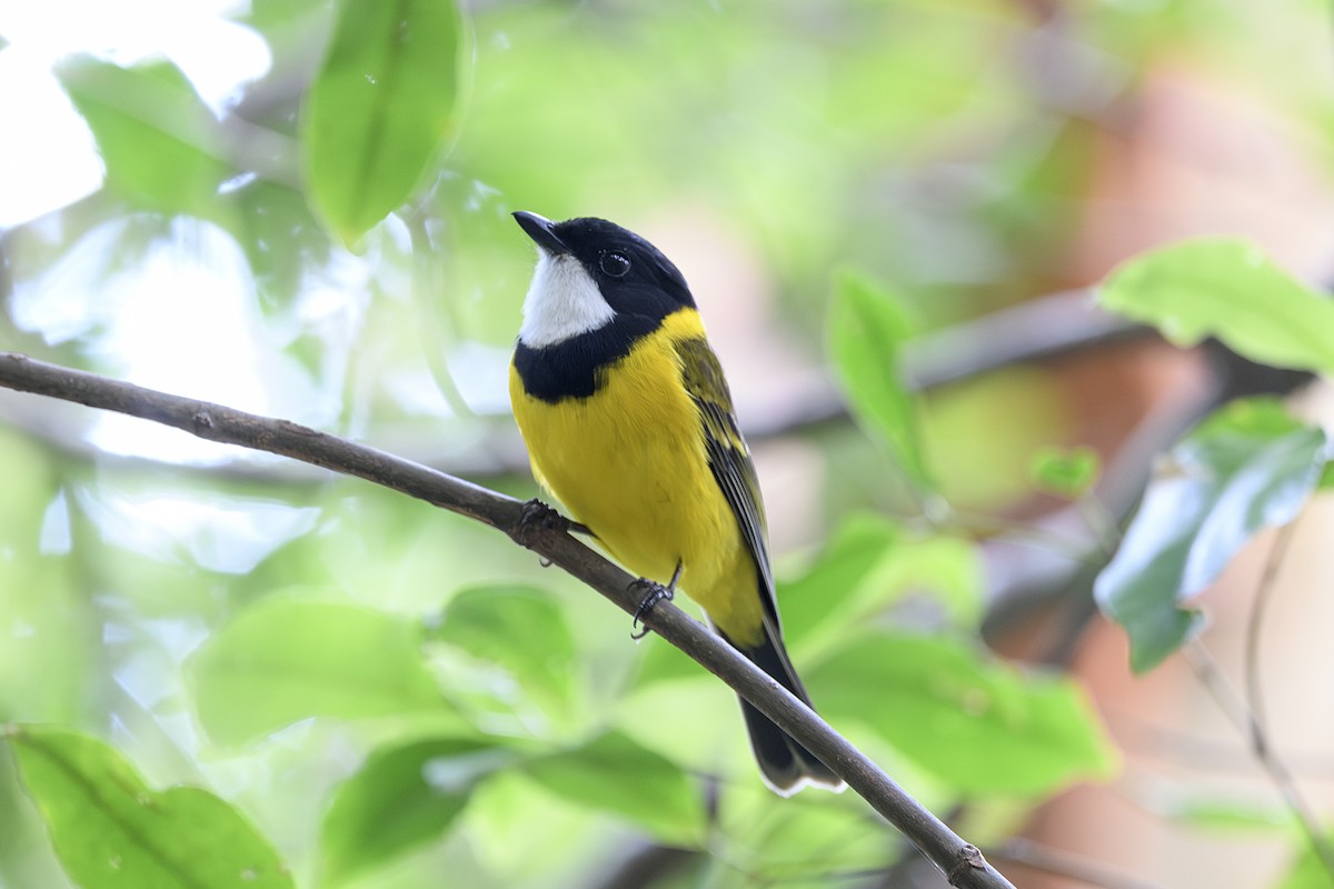 Golden Whistler - ML645532448
