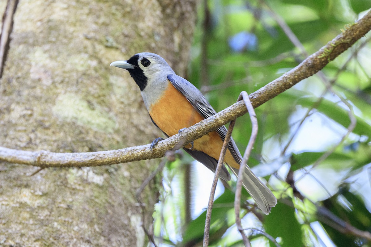 Black-faced Monarch - ML645532453