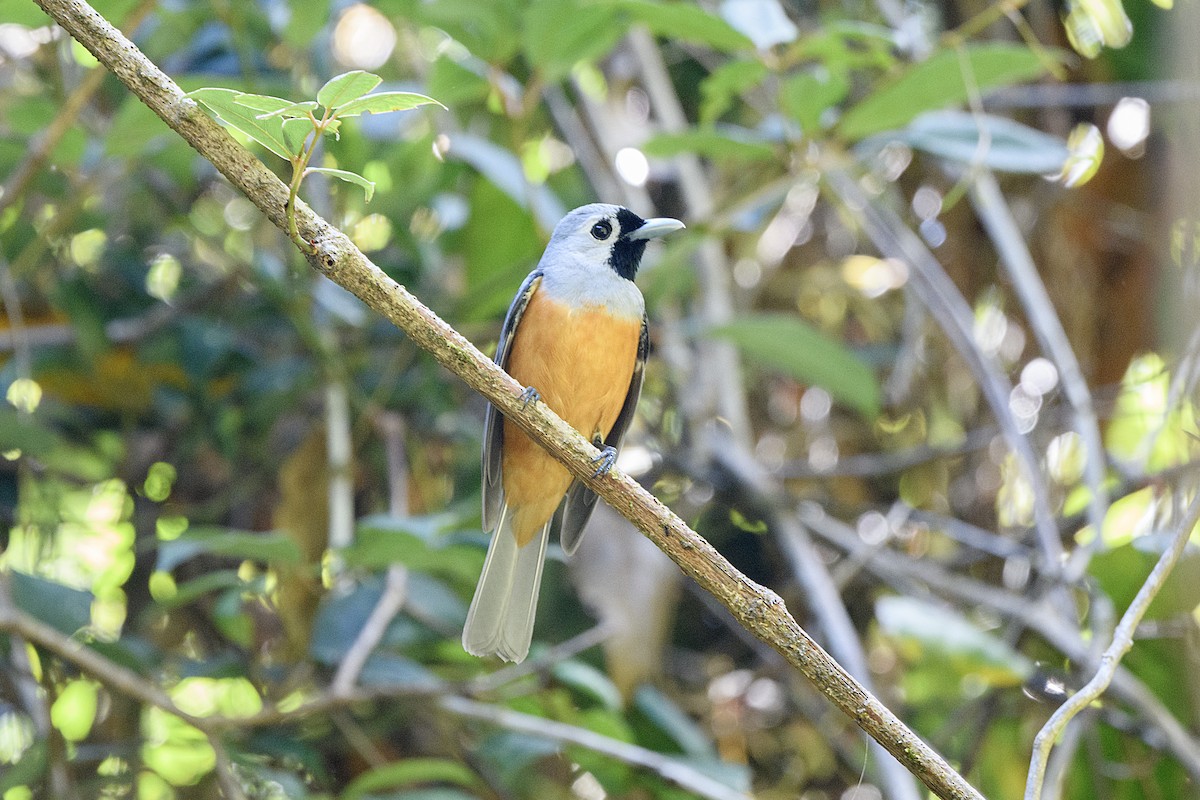 Black-faced Monarch - ML645532454