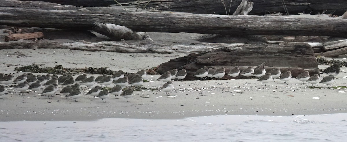 Dunlin - ML645532469