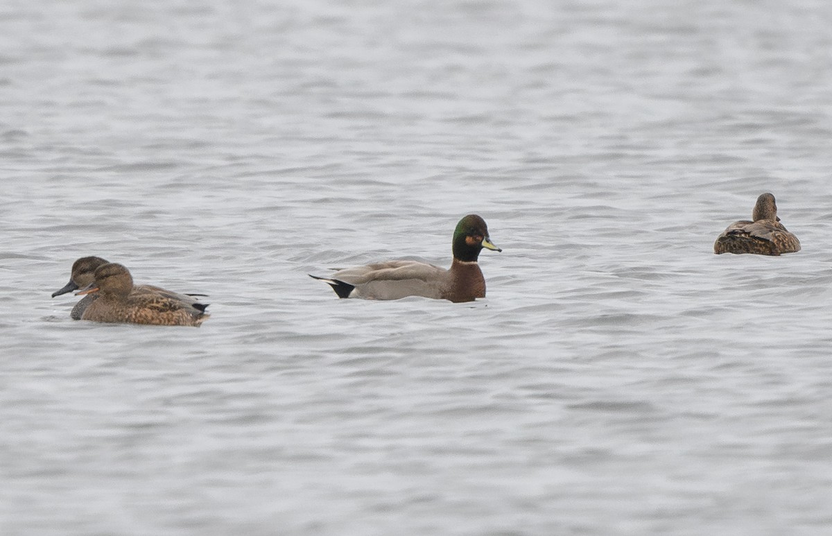 赤膀鴨x綠頭鴨(雜交) - ML645532470