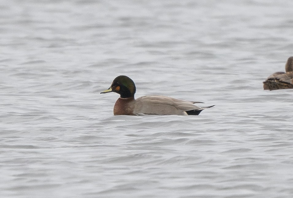 赤膀鴨x綠頭鴨(雜交) - ML645532472