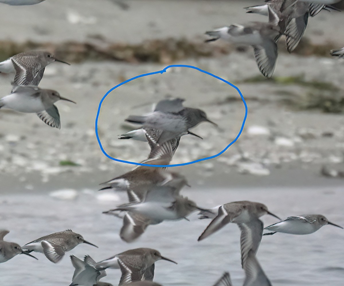 Rock Sandpiper - ML645532485