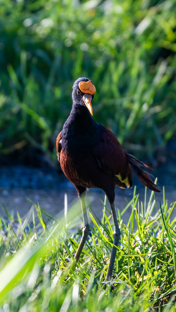 Northern Jacana - ML645532494