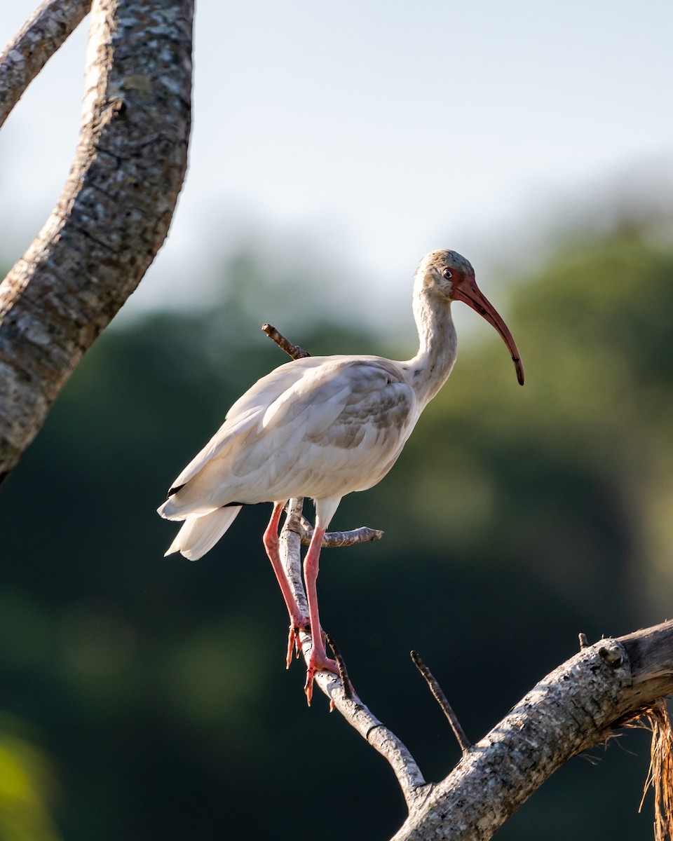 White Ibis - ML645532499