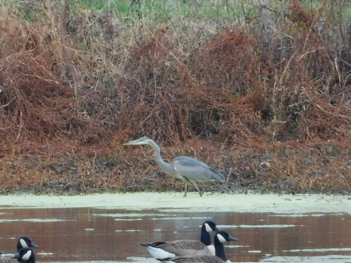 Чапля північна - ML645532502