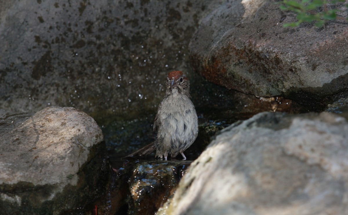 rustkronespurv - ML645532507