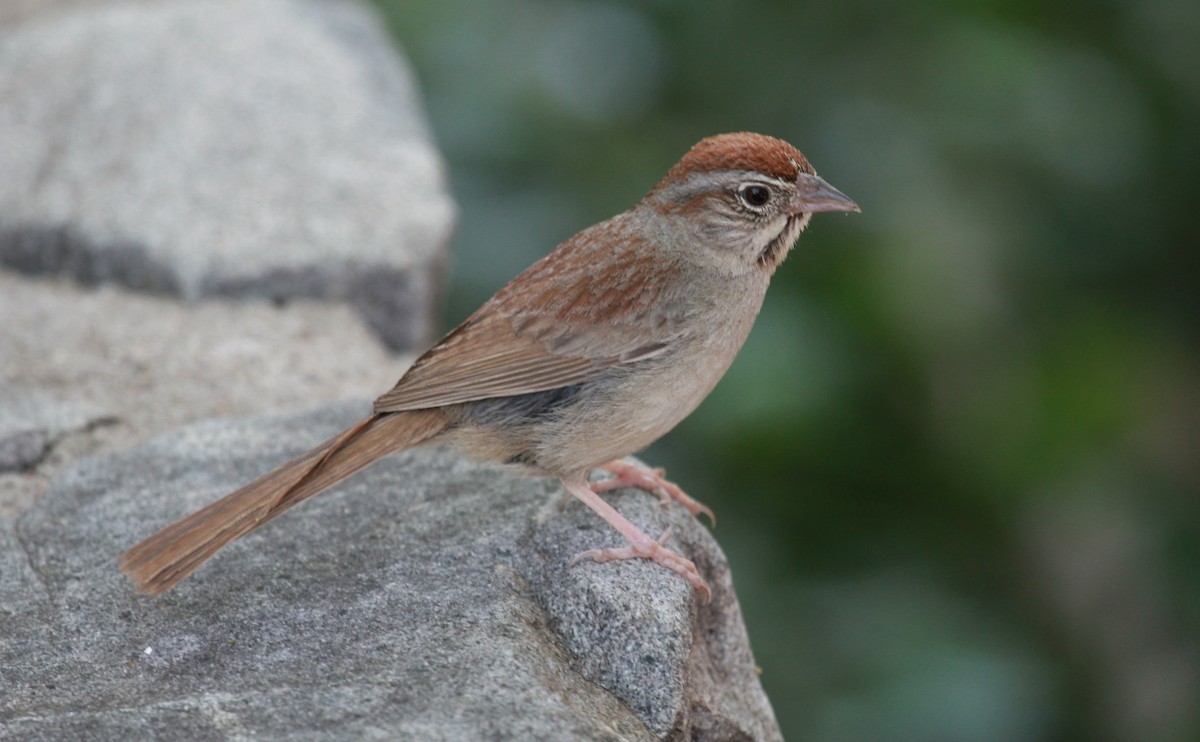 Rufous-crowned Sparrow - ML645532508